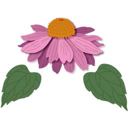 Coneflower - Lovely Layers