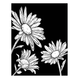 Daisy Trio